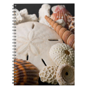 Detail der Muscheln aus aller Welt Notizblock