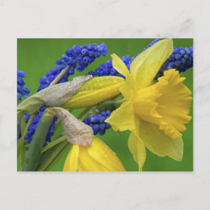 Detail der Narzissen- und Hyazinthenblüten. Credit Postkarte