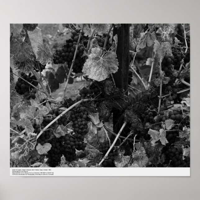 Detail der Trauben, Draper Vineyard, Napa, 1966 Poster (Vorne)