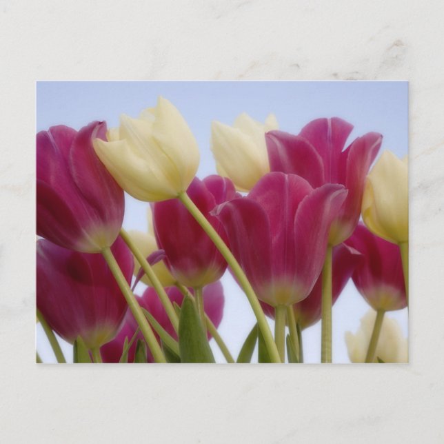 Detail der Tulpen. Guthaben wie: Don Paulson / Postkarte (Vorderseite)