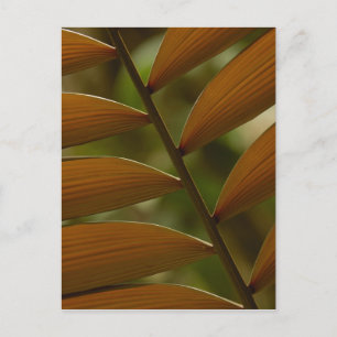 Detail der Unterholzpalme. Mindo Cloud Forest. Postkarte