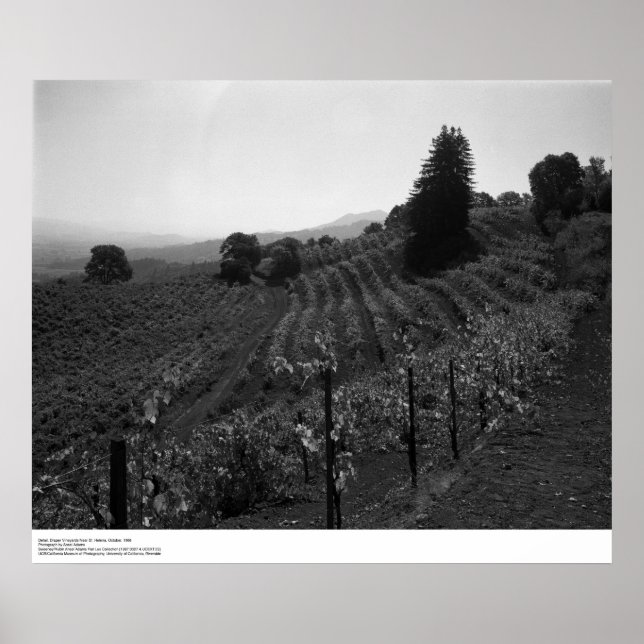 Detail, Draper Vineyards bei St. Helena, 1966 Poster (Vorne)