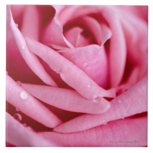 Detail einer Rose Fliese