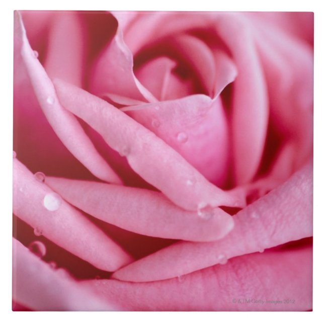 Detail einer Rose Fliese (Vorderseite)