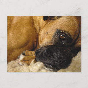 Detail eines Boxers Postkarte