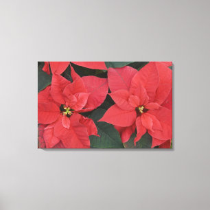 Detail Rote Poinsettia (Euphorbia pulcherrima) Leinwanddruck