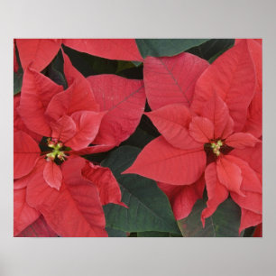 Detail Rote Poinsettia (Euphorbia pulcherrima) Poster