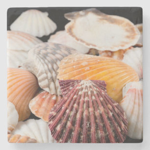 Detail von Muscheln aus aller Welt 2 Steinuntersetzer