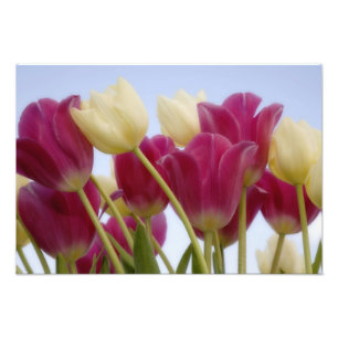 Detail von Tulpen. Bildnachweis: Don Paulson / Fotodruck