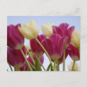 Detail von Tulpen. Bildnachweis: Don Paulson / Postkarte