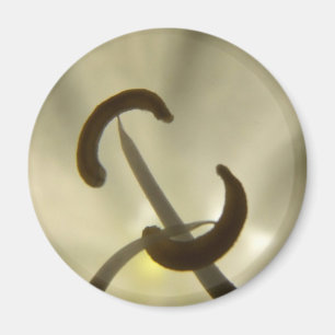 Detaildarstellung der weißen Blume Magnet