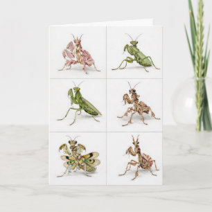 Detaillierte Gottesanbeterin-Art Insektenliebhaber Karte