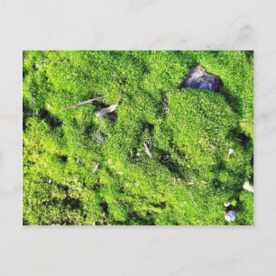 Detailliertes Foto von grünem Moos Postkarte