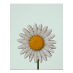 Detailliertes weißes Daisy botanisches Kunstdesign Poster