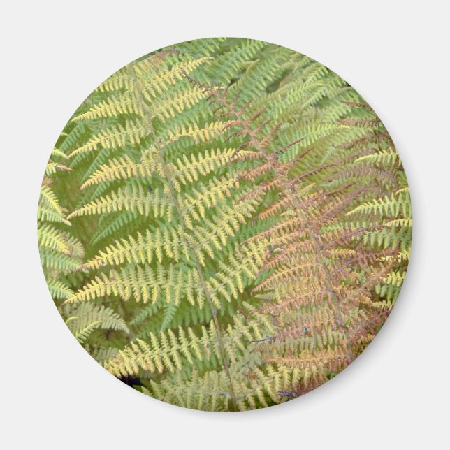 Details der Herbstfarne Magnet (Vorne)