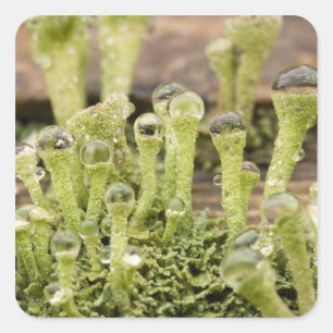 Details der Regentropfen auf Lichen. Kredit als: D Quadratischer Aufkleber