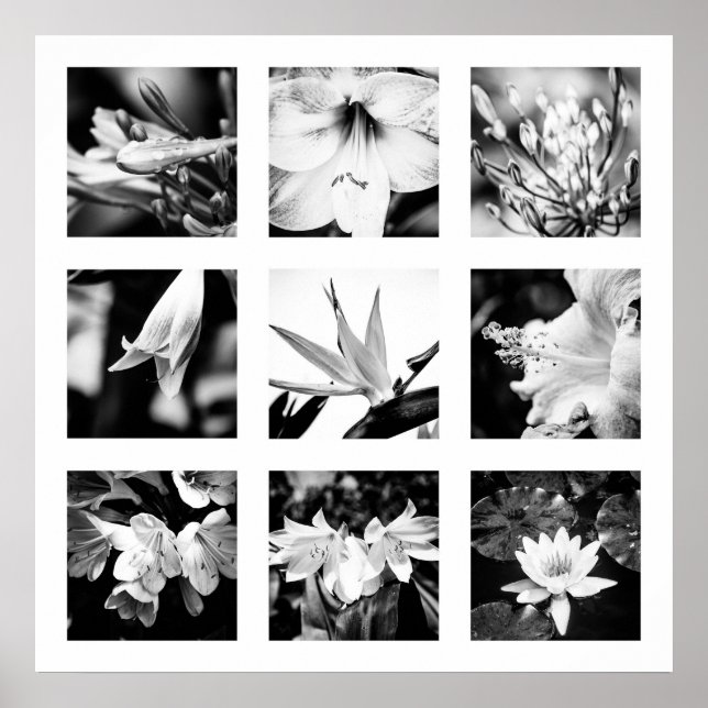 Details der Reihe "Natur" - Blume-Plakat Poster (Vorne)