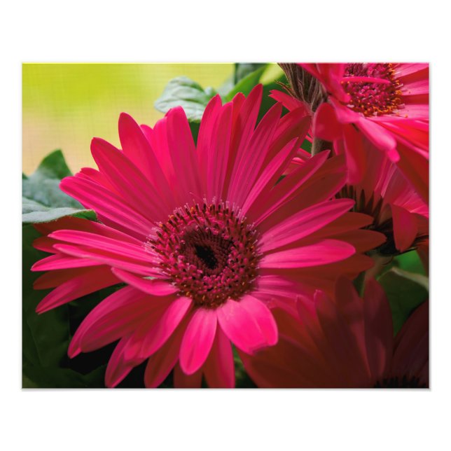 Details zur rosa Daisy Fotodruck (Vorne)