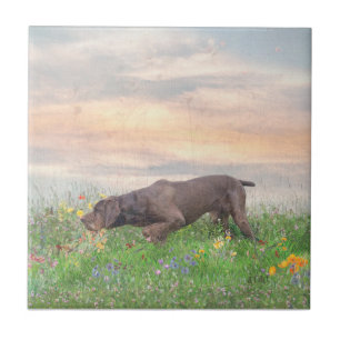 Deutsch Drahthaar Fliese