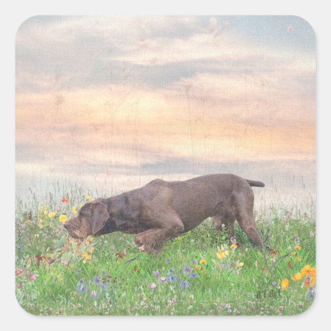 Deutsch Drahthaar Quadratischer Aufkleber (Vorderseite)