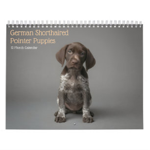 Deutsch Drahthaar Welpen 2027 Kalender