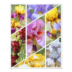 Deutsch Iris [Foto Print] Fotodruck