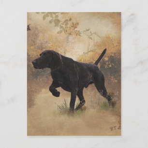 Deutsch Kurzhaariger Vorstehhund bereit zur Jagd G Postkarte