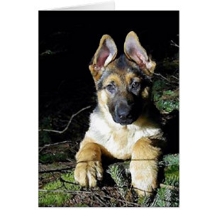 Deutsch-Shepherd-Welpe