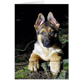 Deutsch-Shepherd-Welpe