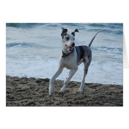 Deutsche Dogge am Strand Karte
