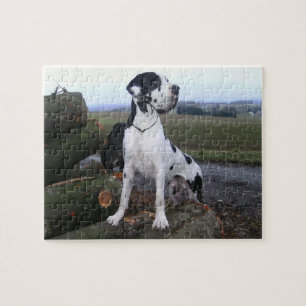 Deutsche Dogge, Great Dane,Hunde,Dogue Allemand