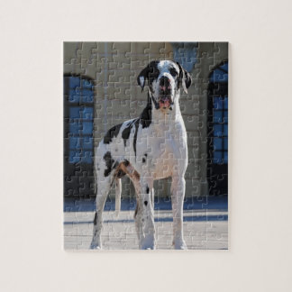 Deutsche Dogge, Great Dane,Hunde,Dogue Allemand