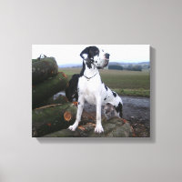 Deutsche Dogge, Great Dane,Hunde,Dogue Allemand