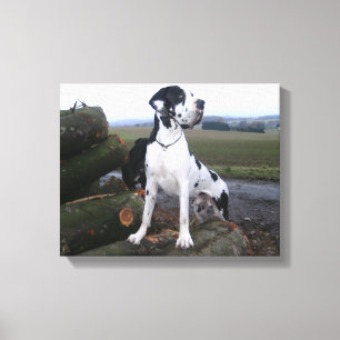 Deutsche Dogge, Great Dane,Hunde,Dogue Allemand Leinwanddruck