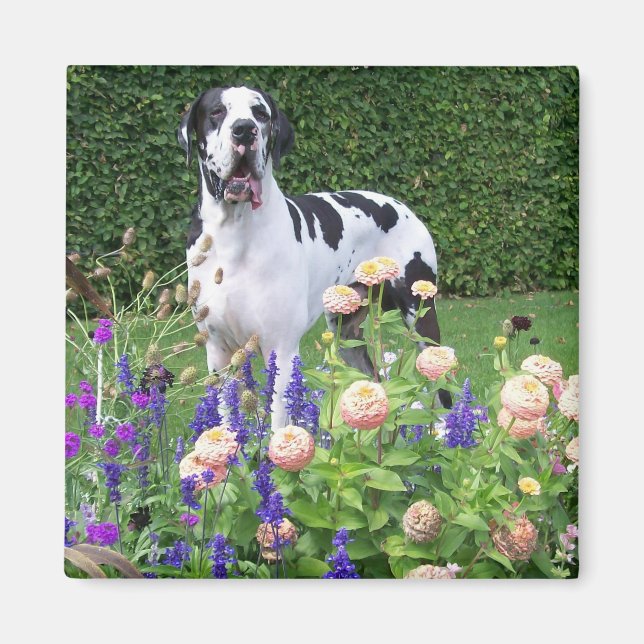 Deutsche Dogge, Great Dane,Hunde,Dogue Allemand Magnet (Vorne)