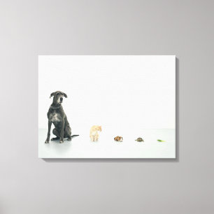 Deutsche Dogge, Katze, Meerschweinchen, Leinwanddruck