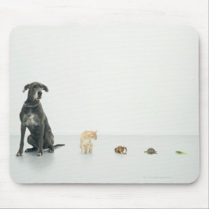 Deutsche Dogge, Katze, Meerschweinchen, Mousepad