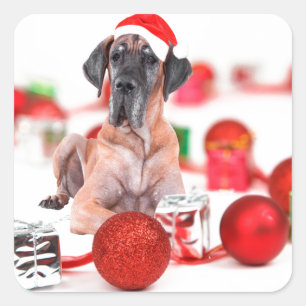 Deutsche Dogge mit Weihnachtsdekoration Geschenke Quadratischer Aufkleber