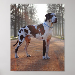 Deutsche Dogge Poster