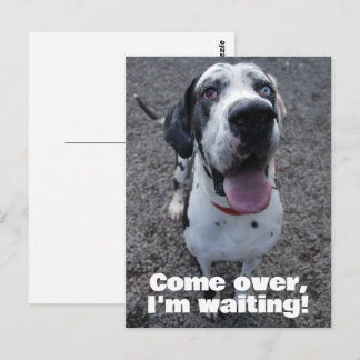 Deutsche Dogge wartet auf dich Postkarte