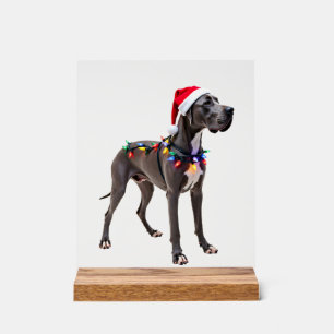 Deutsche Dogge Weihnachten Lichter (3) Acrylschild