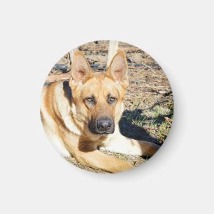 Deutsche Hirte Weckte auf, Magnet