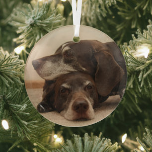 Deutsche Kurzläufer  Ornament Aus Glas