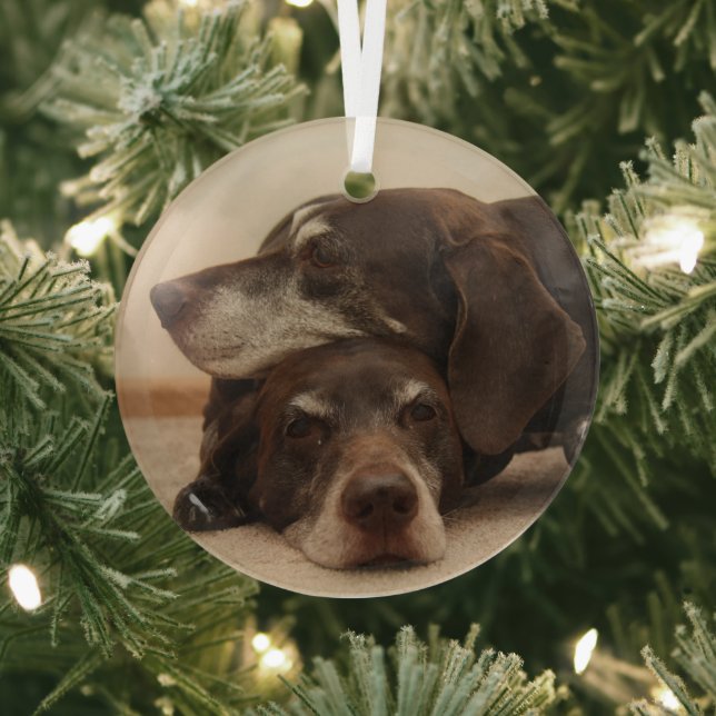 Deutsche Kurzläufer Ornament Aus Glas (InSitu)