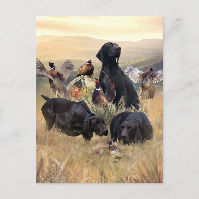 Deutsche Kurzzeiger Postkarte (Vorderseite)