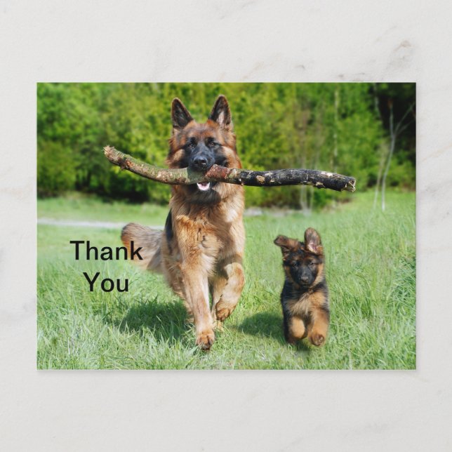 Deutsche Schäferhund Danke Postkarte (Vorderseite)
