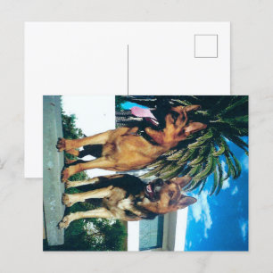 Deutsche Schäferhund-Gruppe Postkarte