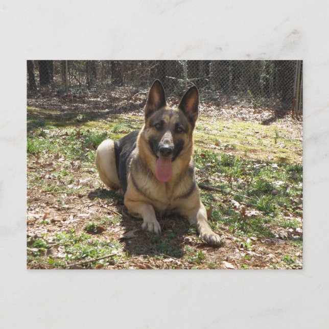 Deutsche Schäferhund Postkarte (Vorderseite)