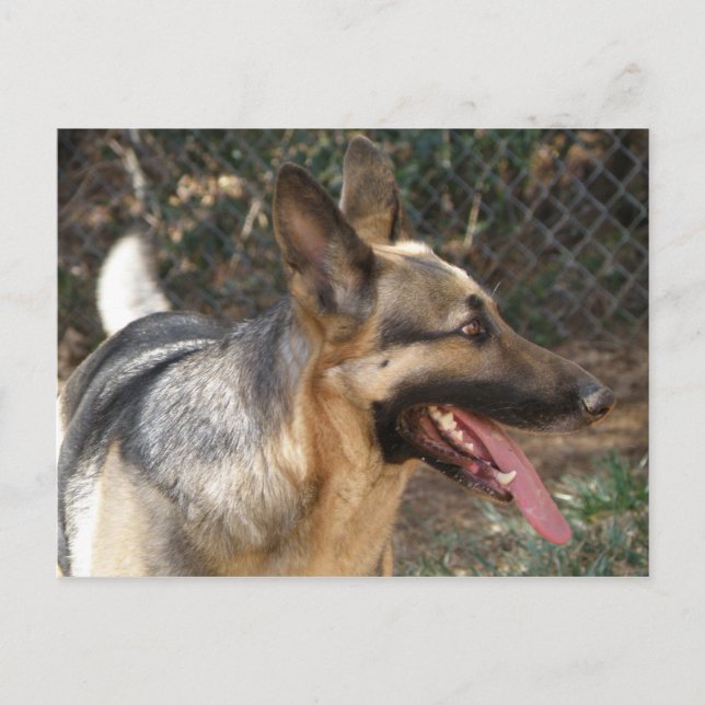 Deutsche Schäferhund Postkarte (Vorderseite)