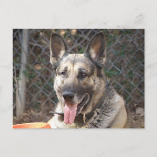 Deutsche Schäferhund Postkarte